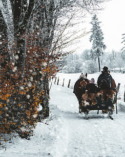 sleigh, passing, tree, nature, outdoors, person, human, snow, mammal, horse, animal, winter, weather, plant, storm, ice, vegetation, land, forest, woodland, sled, blizzard, cold temperature, domestic, pets, domestic animals, animal themes, real people, working animal, livestock, vertebrate, one animal, animal wildlife, riding, herbivorous, warm clothing, 4K, CC0, public domain, royalty free