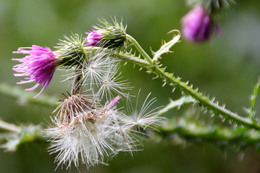 Països Baixos, Rotterdam, flor, planta amb flors, planta, frescor, bellesa a la natura, fragilitat, vulnerabilitat, primer pla, creixement, centrar-se en primer pla, naturalesa, inflorescència, cap gent, cap de flor, porpra, color verd, dia, color rosa, a l'aire lliure, enfocament selectiu, primavera, suavitat, 4K