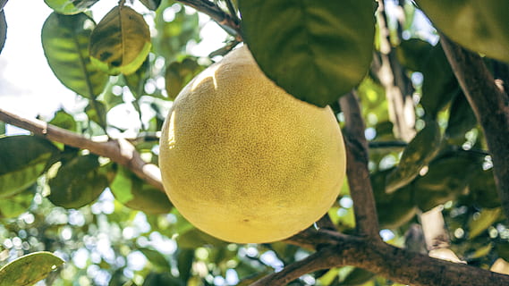 gelbe Frucht, Obst, Baum, Lebensmittel, gesundes Essen, Pflanze, Essen und Trinken, Wachstum, Blatt, Frische, Pflanzenteil, Zitrone, Obstbaum, reif, Ast, keine Leute, Zitronenbaum, Nahansicht, Natur, hängend, Landwirtschaft, organisch, draußen, 2K, CC0, gemeinfrei, lizenzfrei