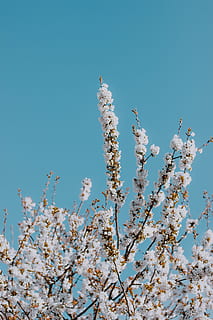 witbloeiende boom, hemel, bloem, fabriek, bloeiende plant, breekbaarheid, groei, schoonheid in de natuur, heldere lucht, natuur, lage hoekweergave, boom, lente, dag, kwetsbaarheid, geen mensen, blauw, versheid, bloesem, tak, detailopname, buitenshuis, kersenbloesem, kersenboom, 5K, CC0, publiek domein, royaltyvrij