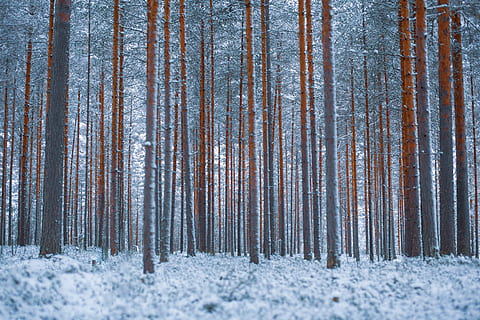 arbres alts grisos, naturalesa, a l'aire lliure, neu, arbre, hivern, planta, catifa, finlandia central, Finlàndia, bedoll, bosc, gel, terra, pi, tempesta, vent de neu, vegetació, arbreda, bosc d’hivern, temperatura de fred, bellesa a la natura, cap gent, dia, escena no urbana, tranquil·litat, escenics - natura, paisatge, escena tranquil·la, medi ambient, tronc, bosc de pi, nevar, arbre de coníferes, 4K, CC0, domini públic, lliure de regalies