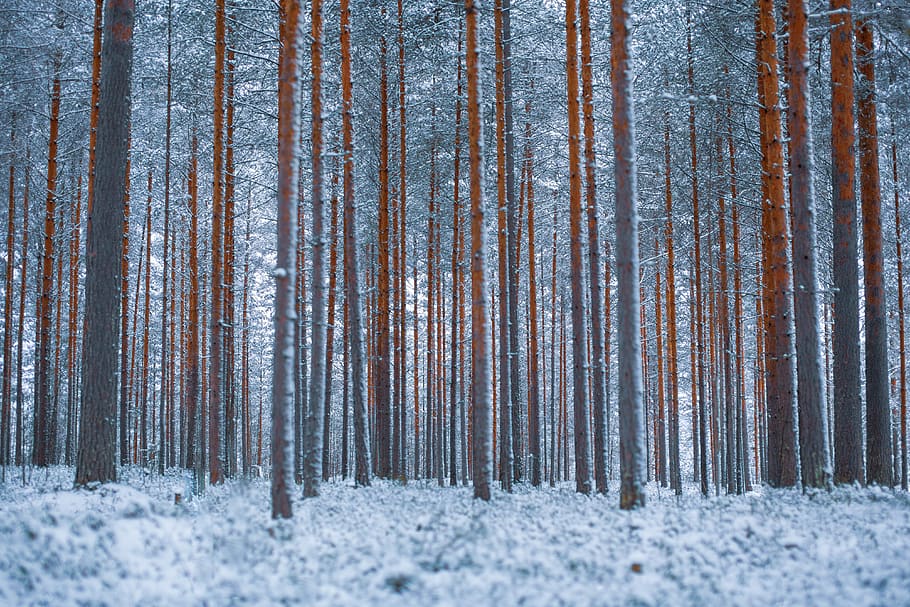 arbres alts grisos, naturalesa, a l'aire lliure, neu, arbre, hivern, planta, catifa, finlandia central, Finlàndia, bedoll, bosc, gel, terra, pi, tempesta, vent de neu, vegetació, arbreda, bosc d’hivern, temperatura de fred, bellesa a la natura, cap gent, dia, escena no urbana, tranquil·litat, escenics - natura, paisatge, escena tranquil·la, medi ambient, tronc, bosc de pi, nevar, arbre de coníferes, 4K