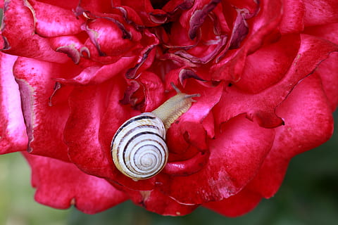 Caracol, rosa, vermelho, Concha, natureza, suprimentos, animais selvagens, invertebrado, molusco, fechar-se, animal, temas animais, animais em estado selvagem, concha animal, beleza na natureza, gastrópode, um animal, dia, plantar, pétala, ninguém, inseto, ao ar livre, flor, 5K, CC0, domínio público, royalty free