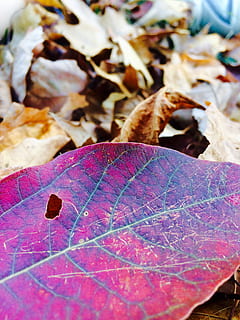 fulles, caure, textura, full, part de la planta, tardor, canvi, sec, primer pla, vena de la fulla, fragilitat, cap gent, vulnerabilitat, dia, bellesa a la natura, naturalesa, planta, centrar-se en primer pla, a l'aire lliure, caient, condició natural, vista d’angle alt, fulla d'auró, porpra, col·lecció de tardor, 2K, CC0, domini públic, lliure de regalies