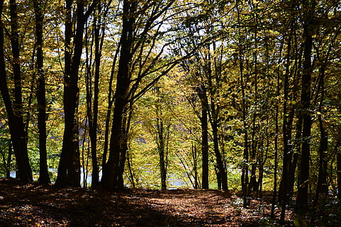 lontano, alberi, paesaggio, sentiero nel bosco, natura, albero, foresta, pianta, terra, la tranquillità, bellezza nella natura, tronco, tronco d'albero, crescita, bosco, scena tranquilla, nessuno, giorno, scenics - natura, scena non urbana, all'aperto, luce del sole, idilliaco, ambiente, modificare, bambù - pianta, 4K, CC0, dominio pubblico, privo di copyright