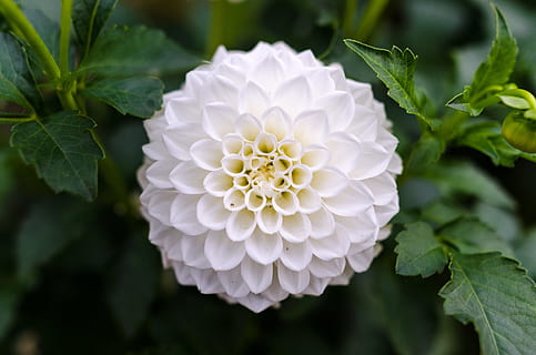 blanc, dahlia, fermer, la photographie, Contexte, belle, Floraison, épanouissement, fleur, brillant, bourgeon, couleurs, conception, flore, Frais, fraîcheur, jardin, vert, croissance, macro, Naturel, la nature, en plein air, modèle, pétales, plante, unique, plante à fleurs, beauté dans la nature, vulnérabilité, tête de fleur, couleur blanche, pétale, inflorescence, fragilité, partie de la plante, feuille, personne, couleur verte, journée, printemps, 4K, CC0, domaine public, libre de droits