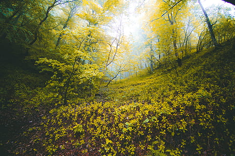 scenario, verde, erba, alberi, albero, foresta, foglia, fogliame, collina, pendio, collinoso, nebbioso, nebbia, valle, paesaggio, lussureggiante, giallo, buio, natura selvaggia, mistico, natura, escursioni a piedi, all'aperto, stagione, estate, scena rurale, primavera, luce del sole, pianta, bellezza nella natura, Paesaggi, colore verde, fiore, sfondi, freschezza, sole, ambiente, giorno, cielo, nessuno, ramo, blu, luminosa, prato, scena non urbana, colore vibrante, soleggiato, autunno, colza, bosco, crescita, agricoltura, luce - fenomeno naturale, scena tranquilla, color oro, fiorire, 5K, CC0, dominio pubblico, privo di copyright