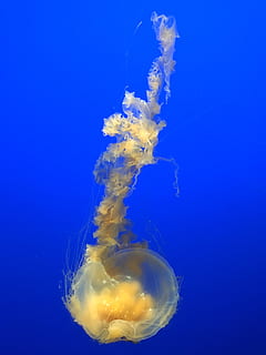 flare røyk, sjøliv, dyr, virvelløse, manet, 881 cannery rad, forente stater, monterey, akvatisk, vann, svampdyr, musling, skjell, sjøanemone, hav, natur, utendørs, konkylie, akvarium, manta ray, dyre temaer, under vann, dyr i naturen, blå, svømme~~POS=TRUNC, marine, dyreliv, ingen folk, nærbilde, ett dyr, undersjøiske, flyter på vann, blå bakgrunn, 4K, CC0, offentlig domene, opphavsrett gratis