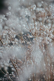 weiße Traubenblume, Pflanze, Wachstum, selektiver Fokus, Natur, Tag, Schönheit in der Natur, Land, keine Leute, Ruhe, Feld, Nahansicht, draußen, Zerbrechlichkeit, Blume, Gras, Verletzlichkeit, kalte Temperatur, blühende Pflanze, trocken, Frische, 5K, CC0, gemeinfrei, lizenzfrei