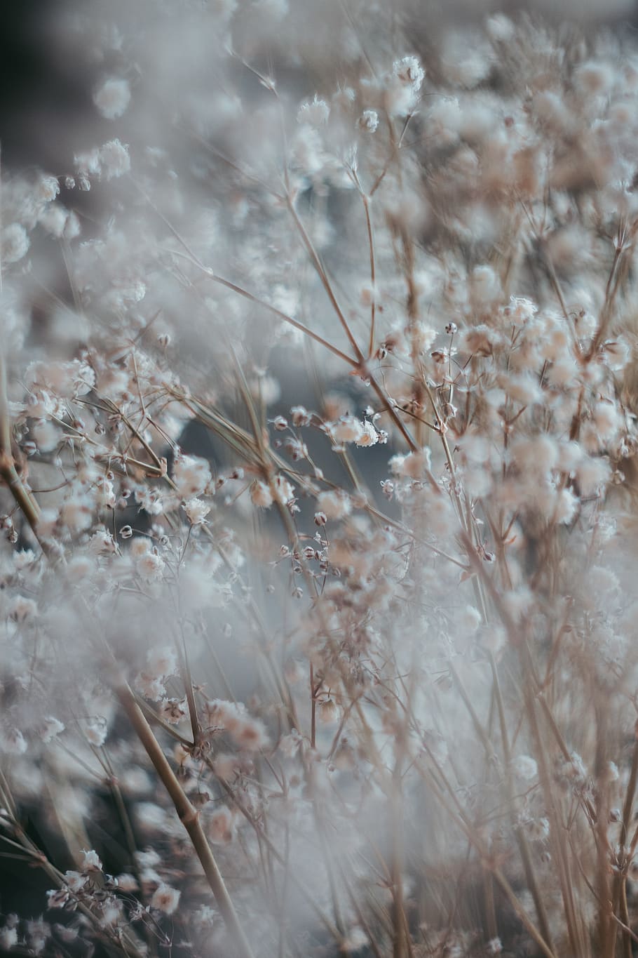 weiße Traubenblume, Pflanze, Wachstum, selektiver Fokus, Natur, Tag, Schönheit in der Natur, Land, keine Leute, Ruhe, Feld, Nahansicht, draußen, Zerbrechlichkeit, Blume, Gras, Verletzlichkeit, kalte Temperatur, blühende Pflanze, trocken, Frische, 5K