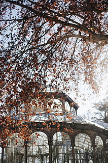 arbre amb fulles marrons, branques, arbre, planta, vista d’angle baix, arquitectura, dia, estructura construïda, branca, naturalesa, creixement, exterior de l'edifici, a l'aire lliure, cel, cap gent, vertebrats, animal, temes d'animals, canvi, fauna animal, 5K, CC0, domini públic, lliure de regalies