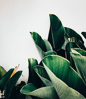 plante cu frunze verzi, plantă, frunze, Tailanda, planta in ghiveci, floră, borcan, ceramică, vază, koh samui terminal autobuz, palmier, în aer liber, perete, frunza de banana, minim, natură, luminos, urban, verde, frunze mari, aloe, parte a plantelor, creştere, a închide, Culoarea verde, frumusețe în natură, nici o persoana, studio shot, fundal alb, prospeţime, spațiu copie, zi, cer senin, cer, floare, fragilitate, 2K, CC0, domeniu public, fără drepturi de autor
