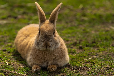 dyr, hare, kanin, påske, søt, dyr verden, pattedyr, ører, bunny, gård, landlig, liten, Augen, morsom, utsikt, pels, nærbilde, dyre temaer, ett dyr, kanin - dyr, dyreliv, ingen folk, fokusere på forgrunnen, dyr i naturen, virveldyr, kjæledyr, natur, husdyr, land, gress, felt, innenlands, dag, planteetende, værhår, 5K, CC0, offentlig domene, opphavsrett gratis