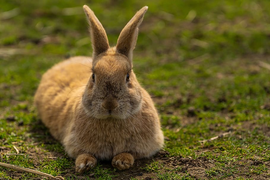 zvíře, zajíc, králičí, velikonoční, roztomilý, živočišného světa, savec, uši, Králíček, hospodařit, venkovský, malý, sladký, augen, legrační, Pohled, srst, zblízka, zvířat, jednoho zvířete, králík - zvíře, nikdo, zaměřit se na popředí, zvířata ve volné přírodě, obratlovců, domácí mazlíčci, Příroda, domácí zvířata, přistát, tráva, pole, domácí, den, detail, býložravý, vous, 5K