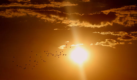 ramat, ocells, volant, sol, núvols, brillant, alba, dramàtica, paisatge, llum, vermell, cel, raig de sol, sortida del sol, posta de sol, núvol - cel, ocell, llum solar, temes d'animals, grup d’animals, bellesa a la natura, vertebrats, escenics - natura, silueta, animals a la natura, gran grup d’animals, animal, color taronja, naturalesa, fauna animal, tranquil·litat, ramat d’ocells, cap gent, a l'aire lliure, lluminós, 4K, CC0, domini públic, lliure de regalies