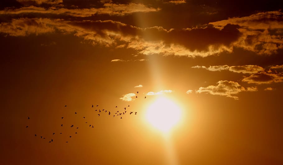 ramat, ocells, volant, sol, núvols, brillant, alba, dramàtica, paisatge, llum, vermell, cel, raig de sol, sortida del sol, posta de sol, núvol - cel, ocell, llum solar, temes d'animals, grup d’animals, bellesa a la natura, vertebrats, escenics - natura, silueta, animals a la natura, gran grup d’animals, animal, color taronja, naturalesa, fauna animal, tranquil·litat, ramat d’ocells, cap gent, a l'aire lliure, lluminós, 4K