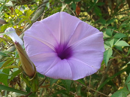 indien, indore, plante, friskhed, skønhed i naturen, sårbarhed, skrøbelighed, blomstrende plante, blomst, tæt på, vækst, kronblad, blomsterstand, blomsterhoved, natur, fokus på forgrunden, ingen mennesker, dag, lilla, petunia, blad, plante del, udendørs, 1080P, CC0, offentligt domæne, royaltyfrie