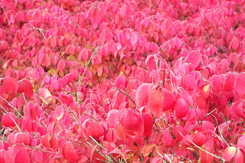 fuoco, cespuglio, rosso, natura, le foglie, fiore, pianta fiorita, colore rosa, freschezza, bellezza nella natura, fotogramma intero, sfondi, pianta, fragilità, vulnerabilità, petalo, avvicinamento, crescita, nessuno, giorno, testa di fiore, abbondanza, infiorescenza, primavera, all'aperto, morbidezza, un mazzo di fiori, letto di fiori, 2K, CC0, dominio pubblico, privo di copyright