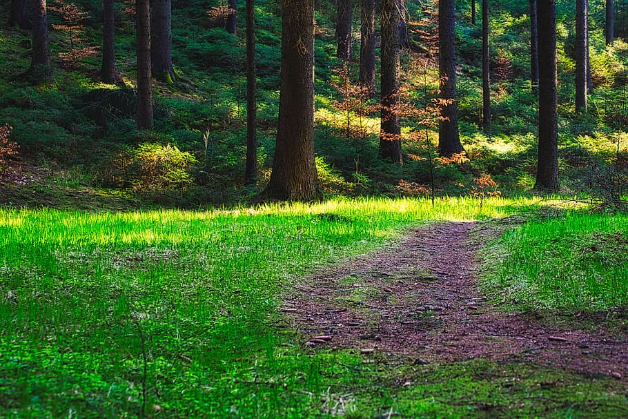 Wald, Bäume, Lichtung, Landschaft, Natur, Pfad, Geheimnis, Licht, szenisch, mystisch, Fantasie, Sonnenlicht, Wandern, natürlich, romantisch, Weg, Umgebung, Zauber, Pflanze, Baum, Land, Gras, Ruhe, grüne Farbe, Wachstum, Schönheit in der Natur, ruhige Szene, keine Leute, Tag, Szenen - Natur, Fußweg, Kofferraum, Richtung, Baumstamm, der Weg nach vorn, draußen, 5K