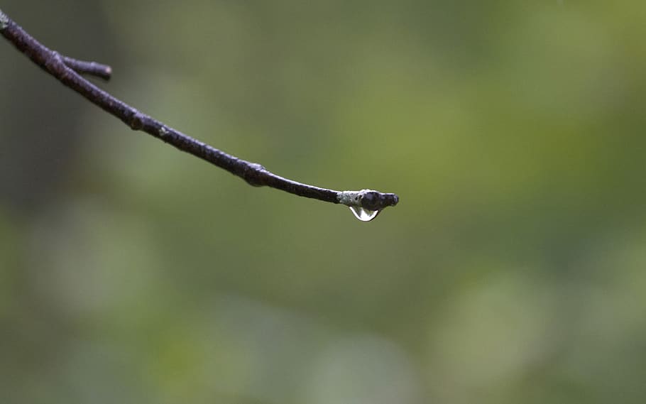 Canada, Ottawa, Jack Pine Trail, regn, dråbe, Ontario, afdeling, træ, vand, grøn, forår, et dyr, dyreliv, dyr i naturen, ingen mennesker, fokus på forgrunden, dyre temaer, dyr, hvirveldyr, natur, dag, tæt på, plante, udendørs, skønhed i naturen, selektiv fokusering, fugl, grøn farve, regndråbe, 2K