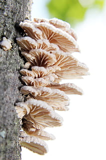 mønster, makro, tre, fungi, hvit, krem, fersken, rosa, blomst, skjønnhet, trapp, trinn, collage, uventet, natur, bakgrunns, anlegg, nærbilde, ingen folk, vekst, skjørhet, stamme, trestamme, sårbarhet, fokusere på forgrunnen, skjønnhet i naturen, dag, strukturert, sopp, friskhet, selektiv fokusering, 5K, CC0, offentlig domene, opphavsrett gratis