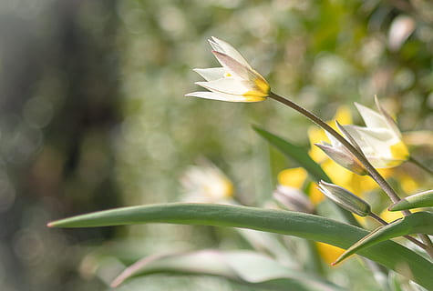 Frühling, Sonne, Licht, Grün, Gras, Sonnenschein, sonnig, blühen, Garten, Tulpe, wilde Tulpe, Minitulpe, romantisch, Weiß, turkestanische Tulpe, Blätter, zärtlich, elegant, klein, Pflanze, Schönheit in der Natur, Wachstum, Blume, blühende Pflanze, Zerbrechlichkeit, Nahansicht, Verletzlichkeit, Frische, Natur, Fokus auf den Vordergrund, Gelb, Tag, Blütenblatt, grüne Farbe, keine Leute, Pflanzenteil, Blatt, Blütenstand, Blütenkopf, Kelchblatt, 2K, CC0, gemeinfrei, lizenzfrei