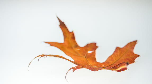 Orangenblatt, Flora, Ahornblatt, Pflanze, Blatt, Drachen, Ahorn, Baum, Studioaufnahme, drinnen, weißer Hintergrund, Nahansicht, keine Leute, einzelnes Objekt, orange Farbe, braun, ausgeschnitten, Tier, Herbst, Natur, Tierthemen, Pflanzenteil, farbiger Hintergrund, ein Tier, Essen und Trinken, in voller Länge, 4K, CC0, gemeinfrei, lizenzfrei