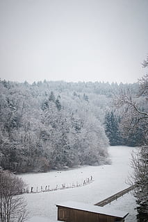 inverno, la neve, foresta, alberi, uccelli, natura, marzo, colpi verticali, temperatura fredda, albero, bellezza nella natura, pianta, la tranquillità, scenics - natura, scena tranquilla, terra, ambiente, scena non urbana, nebbia, nessuno, campo, cielo, copertura, Colore bianco, all'aperto, nevicando, 5K, CC0, dominio pubblico, privo di copyright