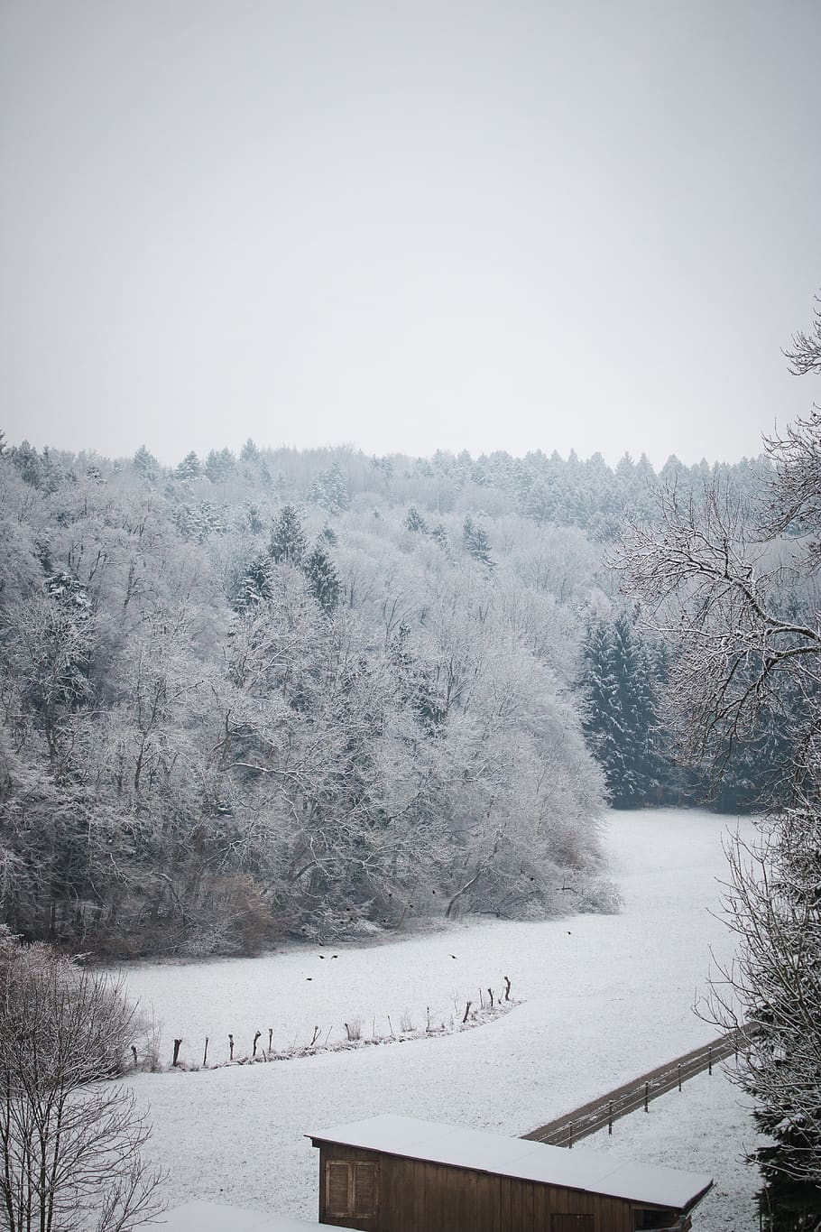 inverno, la neve, foresta, alberi, uccelli, natura, marzo, colpi verticali, temperatura fredda, albero, bellezza nella natura, pianta, la tranquillità, scenics - natura, scena tranquilla, terra, ambiente, scena non urbana, nebbia, nessuno, campo, cielo, copertura, Colore bianco, all'aperto, nevicando, 5K