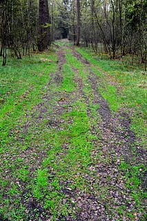 foresta, modo, albero, il sentiero, natura, vicolo, Polonia, verde, pianta, terra, la tranquillità, la strada davanti, direzione, crescita, colore verde, nessuno, scena tranquilla, bellezza nella natura, giorno, sentiero, scenics - natura, bosco, paesaggio, erba, scena non urbana, all'aperto, prospettiva decrescente, pista, 4K, CC0, dominio pubblico, privo di copyright