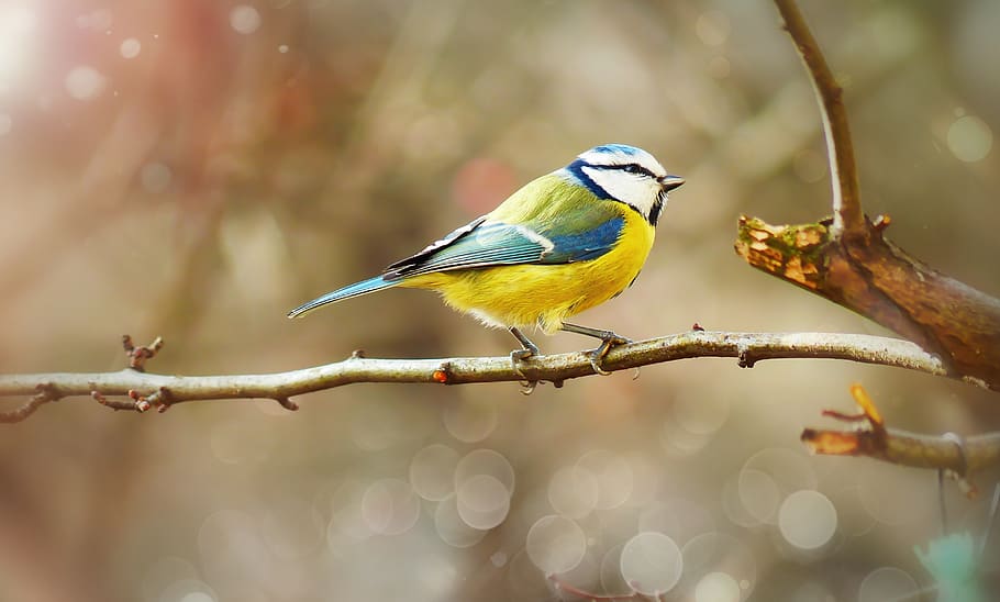 crested tit, fugl, lille, farvet, bokeh, dyr, natur, ved retten i, hvirveldyr, tæt på, plante, træ, Skov, næb, øjne, pen, portræt, farve, smuk, i live, vinter, miljøet, biologi, perching, dyreliv, dyre temaer, dyr i naturen, et dyr, afdeling, fokus på forgrunden, blåmejse, ingen mennesker, dag, Kvist, selektiv fokusering, udendørs, stor tit, 4K