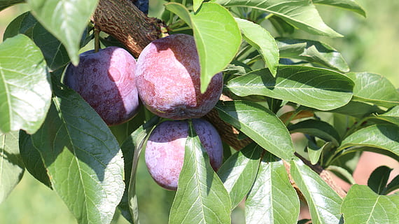 pruna, fruita, prunes vermelles, full, part de la planta, creixement, menjar i beguda, menjar, color verd, alimentació saludable, primer pla, frescor, planta, naturalesa, cap gent, dia, benestar, bellesa a la natura, centrar-se en primer pla, arbre, a l'aire lliure, orgànic, madur, 5K, CC0, domini públic, lliure de regalies