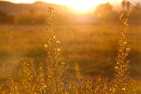 sunset, sun rays, sunshine, plants, field, nature, plant, growth, beauty in nature, tranquility, sunlight, land, agriculture, crop, landscape, rural scene, no people, focus on foreground, tranquil scene, close-up, cereal plant, farm, sky, outdoors, sun, lens flare, 1080P, CC0, public domain, royalty free