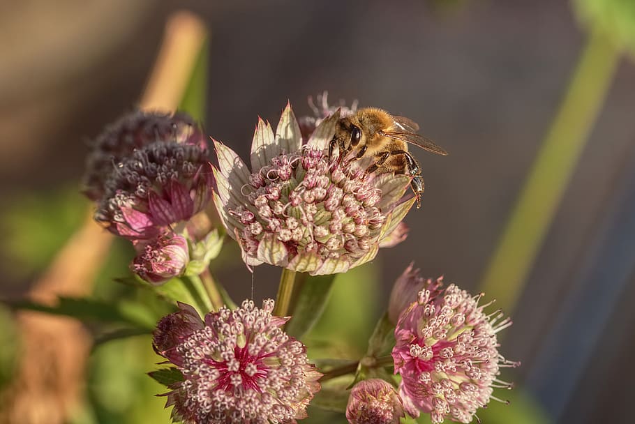 insecte, abella, flora, flor, astrantia, planta amb flors, planta, vulnerabilitat, fragilitat, bellesa a la natura, frescor, primer pla, pètal, creixement, animals a la natura, invertebrat, cap de flor, fauna animal, temes d'animals, centrar-se en primer pla, inflorescència, animal, cap gent, polinització, a l'aire lliure, porpra, 4K