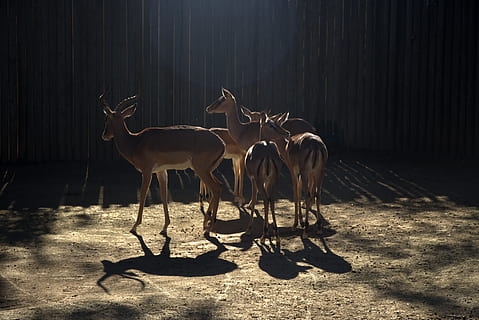 braune Hirsche, Tierwelt, Antilope, Tier, Säugetier, Barcelona, Impala, espana, Zoo, Hirsch, Gazelle, Boden, zurück, Pfeil, Symbol, Silhouette, Elch, Holz, anthus, Vogel, Messing Abschnitt, Tierthemen, Gruppe von Tieren, Wirbeltier, Sonnenlicht, Schatten, Natur, Haustiere, Tiere in freier Wildbahn, Land, keine Leute, Feld, Tag, pflanzenfressend, Vieh, inländisch, Herde, Tierfamilie, 5K, CC0, gemeinfrei, lizenzfrei