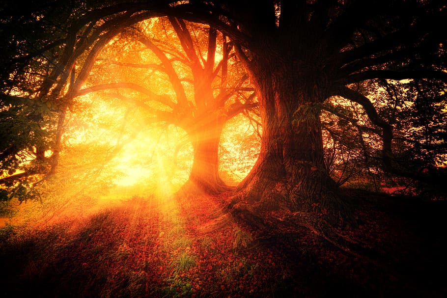 Alemanya, ebersberg, groc, raigs de llum, pols, tardor, llum, arbres, sol, vinyeta, arbre, planta, llum solar, naturalesa, bosc, terra, tranquil·litat, bellesa a la natura, tronc de l'arbre, tronc, cap gent, creixement, escena tranquil·la, cel, a l'aire lliure, branca, color taronja, posta de sol, escenics - natura, brillant, lluminós, 4K