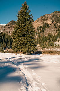 Baum, alpin, Kiefer, Wald, Bäume, Berg, Hügel, Tal, Schnee, Neuschnee, Eis, Frost, draussen, Wildnis, Landschaft, Weg, Pfad, Pulver, Ski, Skifahren, Pflanze, Schönheit in der Natur, Natur, Ruhe, keine Leute, ruhige Szene, Himmel, Tag, Szenen - Natur, Wasser, Wachstum, kalte Temperatur, Winter, Land, Nicht-städtische Szene, Sonnenlicht, klarer Himmel, draußen, 4K, CC0, gemeinfrei, lizenzfrei