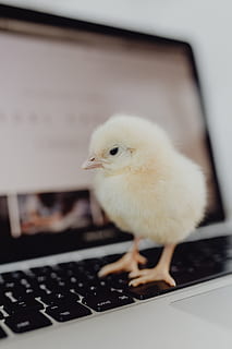 naujagimiui, mažai, vištienos, nešiojamas kompiuteris, kompiuteris, klaviatūra, geltona, „MacBook“, paukštis, kūdikis, purus, naminių paukščių, kūdikių vištiena, viščiukas, gyvūnas, gyvūnų temos, Naminiai gyvūnai, vidaus, jaunas paukštis, augintiniai, stuburiniai, gyvulius, vištiena - paukštis, jaunas gyvūnas, žinduolių, vienas gyvūnas, nėra žmonių, patalpose, technologijos, Iš arti, sutelkti dėmesį į naujas žinias, 5K, CC0, Viešasis domenas, nemokamai