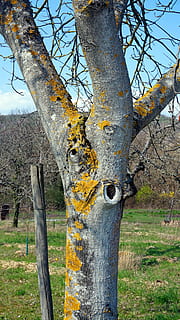 arbre, escorça, molsa, tribu, registre, naturalesa, planta, tronc de l'arbre, tronc, cap gent, dia, terra, a l'aire lliure, cel, camp, creixement, tranquil·litat, primer pla, bosc, vell, branca, resistent, bellesa a la natura, centrar-se en primer pla, liquen, 5K, CC0, domini públic, lliure de regalies