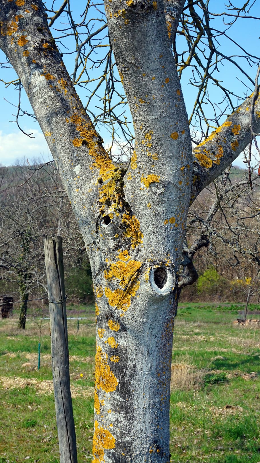 arbre, escorça, molsa, tribu, registre, naturalesa, planta, tronc de l'arbre, tronc, cap gent, dia, terra, a l'aire lliure, cel, camp, creixement, tranquil·litat, primer pla, bosc, vell, branca, resistent, bellesa a la natura, centrar-se en primer pla, liquen, 5K