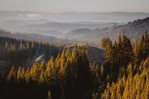 vedere la peisaj, plantă, copac, conifer, larice, abies, pin, molid, anason, pantă, vehicul, avion, avion de pasageri, transport, avioane, în aer liber, drumeții, polen, pieliță, foc, frumusețe în natură, scenice - natura, Munte, o scenă liniștită, liniște, scenă non-urbană, nici o persoana, creştere, natură, idilic, ceaţă, mediu inconjurator, pădure, cer, teren, zi, peisaj, Brad, pini de pădure, 5K, CC0, domeniu public, fără drepturi de autor