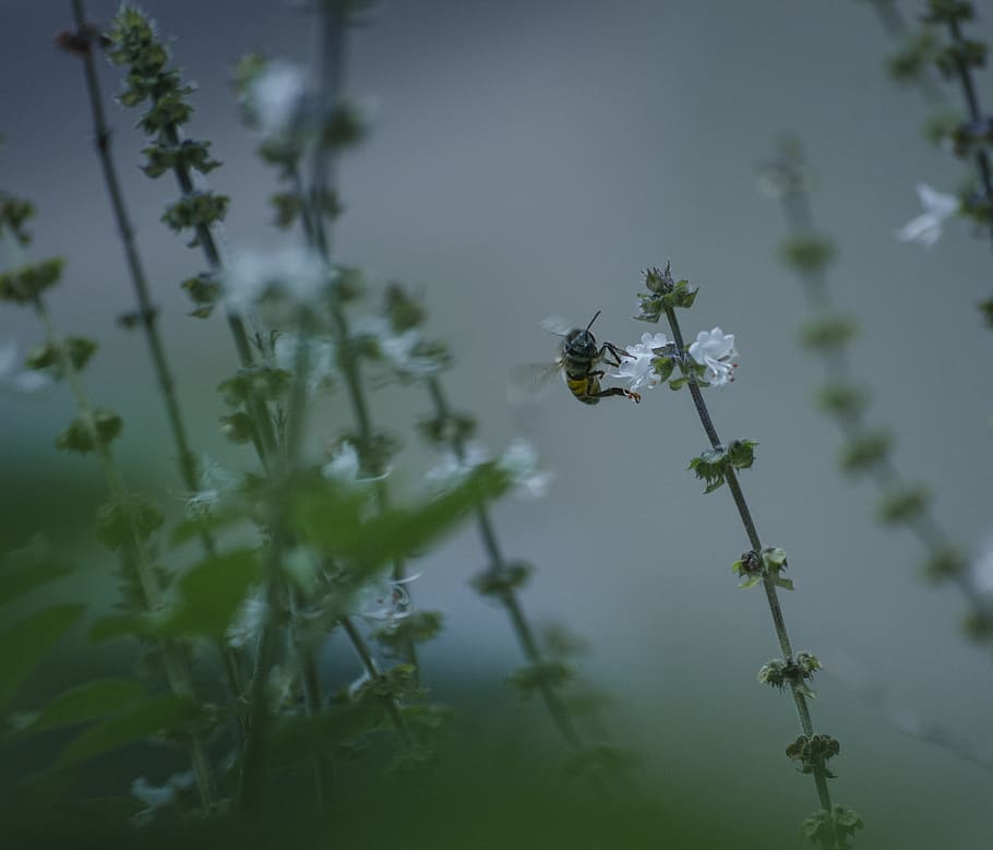 ape, polen, basilico, bug, pianta, animali allo stato selvatico, invertebrato, temi animali, insetto, fauna selvatica, fiore, un animale, animale, freschezza, pianta fiorita, crescita, fragilità, bellezza nella natura, natura, vulnerabilità, avvicinamento, giorno, nessuno, testa di fiore, all'aperto, impollinazione, 2K
