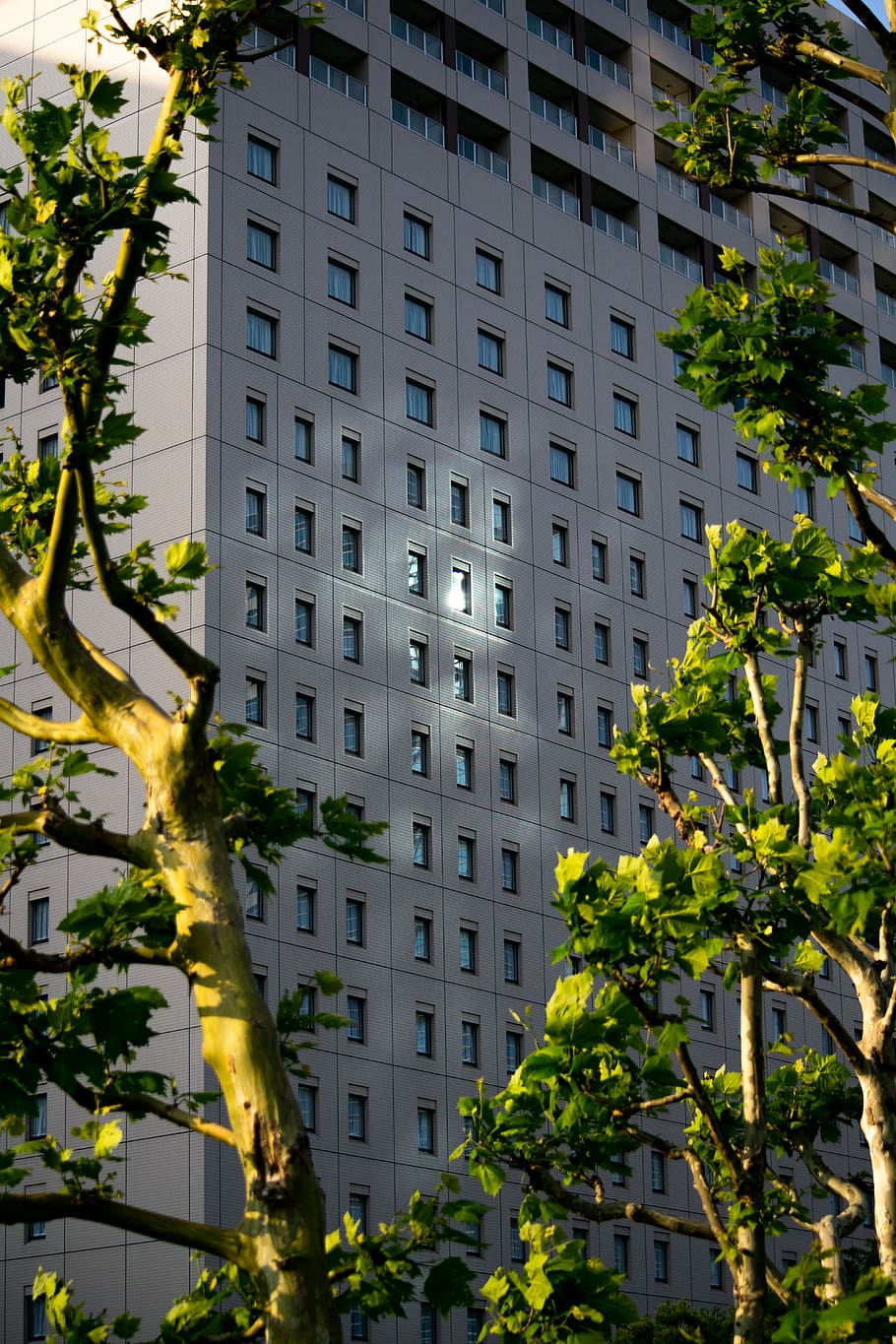 tokyo, Giappone, riflessione, geometria, costruzione, tramonto, luce del sole, città, albero, esterno dell'edificio, architettura, struttura costruita, pianta, natura, quartiere residenziale, nessuno, all'aperto, finestra, giorno, colore verde, vita di città, attività commerciale, crescita, edificio per uffici esterno, Hotel, appartamento, 5K