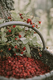 banyak raspberry, frambos, beri, daun, dedaunan, menanam, buah, keranjang, merapatkan, merah, hijau, bokeh, detail, panen, pemetikan, alam, kesegaran, makanan, pertanian, musim panas, berkebun, organik, di luar rumah, buah berry, matang, pertumbuhan, warna hijau, musim, bunga, makan sehat, tanah pertanian, tidak ada orang, tanaman, Kebun sayur, 5K, CC0, domain publik, bebas royalti