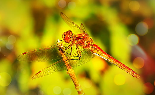 libèl·lula vermella, animal, insecte, libèl·lula, anisòpters, invertebrat, abella, mel d'abella, fotografia, foto, insecte de cricket, àcids, arna, papallona, mascota, cargol, cuc, fulla d'auró, planta, full, mosquit, temes d'animals, fauna animal, animals a la natura, un animal, primer pla, cap gent, naturalesa, centrar-se en primer pla, color verd, ala dels animals, dia, enfocament selectiu, a l'aire lliure, vermell, bellesa a la natura, ull d’animals, 4K, CC0, domini públic, lliure de regalies