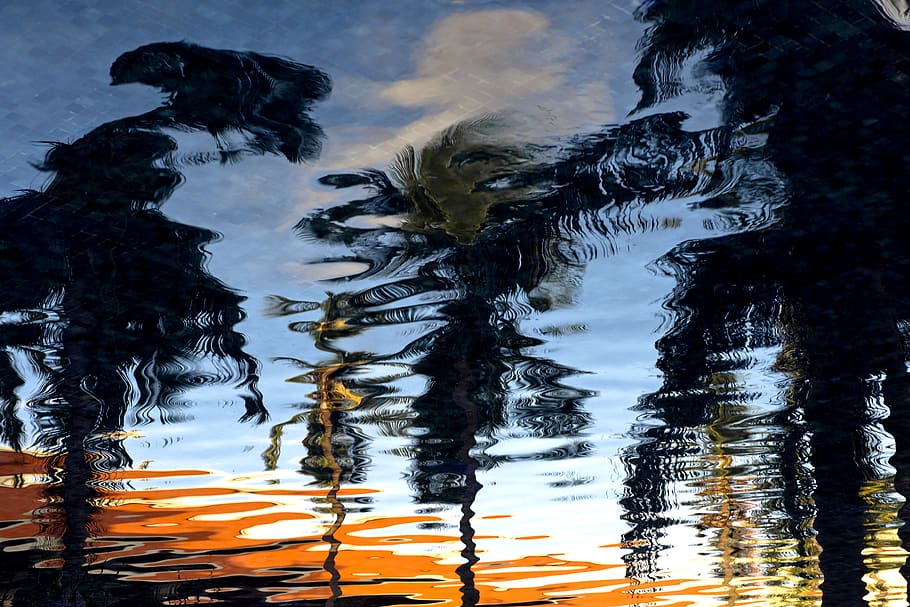 reflexió, arbres, ripple water, palmeres, ondulació, aigua, naturalesa, llac, davant del mar, cap gent, moviment, dia, ondulat, a l'aire lliure, humit, bellesa a la natura, tranquil·litat, primer pla, vista d’angle alt, fauna animal, temes d'animals, animals a la natura, vertebrats, aigua que flueix, 5K