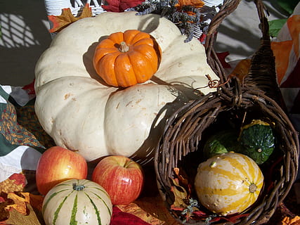 skvošas, ragenos, rudenį, derlius, ruduo, gausa, padėkos, ragas, apdaila, daržovių, moliūgas, daug, maisto, Maistas ir gėrimai, moliūgų, šviežumas, sveika mityba, nėra žmonių, Helovinas, šventė, natiurmortas, oranžinė spalva, gerovę, aukšto kampo vaizdas, atostogų renginys, variacija, pasirinkimas, vaisiai, dieną, pobūdį, lauke, 2K, CC0, Viešasis domenas, nemokamai