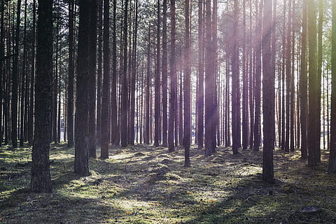 sun rays, sunbeams, forest, backlighting, sunset, sun, nature, evening, woods, mystical, sunlight, fantasy, trees, pine, pine forest, mysterious, shining through, sunrise, dawn, spring, lithuania, tree, land, plant, trunk, tree trunk, woodland, tranquility, tranquil scene, beauty in nature, growth, non-urban scene, day, no people, scenics - nature, landscape, abundance, idyllic, outdoors, coniferous tree, pine woodland, 5K, CC0, public domain, royalty free