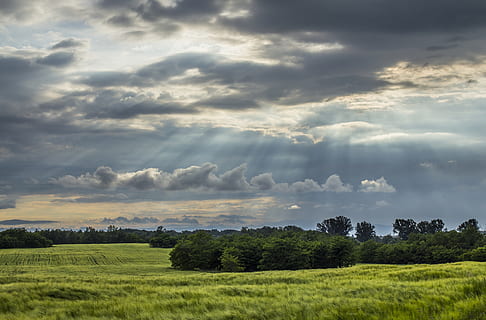 sun, raise, sky, green, fields, clouds, field, grass, landscape, nature, trees, cloud - sky, plant, beauty in nature, scenics - nature, tree, environment, tranquility, land, tranquil scene, green color, non-urban scene, no people, growth, idyllic, outdoors, ominous, 4K, CC0, public domain, royalty free