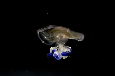 peix de gelea, animal, la vida marina, invertebrat, meduses, Rheinfelden (baden), Alemanya, l139, aigua, aquàtics, esponja animal, petxina de mar, compàs de compàs, astronauta, aquari, cloïssa, cargol, manta ray, peix, busseig, esport, fons negre, tir de l'estudi, a l'interior, cap gent, moviment, còpia espai, primer pla, naturalesa, mar, cremant, sota l'aigua, fum - estructura física, nedar, marí, transparent, flama, 4K, CC0, domini públic, lliure de regalies